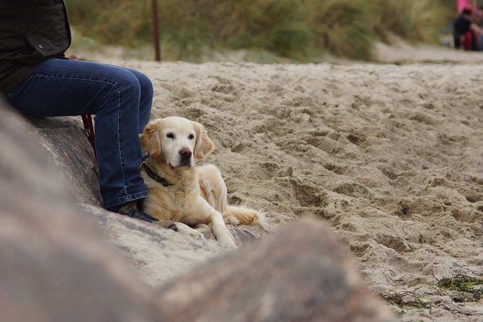 dog-friendly-hotels-northern-ireland-marine-hotel-ballycastle