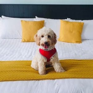 Dog Friendly Hotel